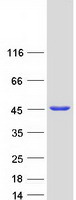 SEPT2 / Septin 2 Protein - Purified recombinant protein SEPT2 was analyzed by SDS-PAGE gel and Coomassie Blue Staining