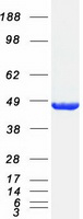 SEPT2 / Septin 2 Protein - Purified recombinant protein SEPT3 was analyzed by SDS-PAGE gel and Coomassie Blue Staining