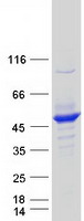 SEPT2 / Septin 2 Protein - Purified recombinant protein SEPT3 was analyzed by SDS-PAGE gel and Coomassie Blue Staining