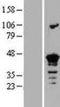 SEPT3 / Septin 3 Protein - Western validation with an anti-DDK antibody * L: Control HEK293 lysate R: Over-expression lysate