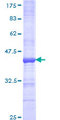 SEPT3 / Septin 3 Protein - 12.5% SDS-PAGE Stained with Coomassie Blue
