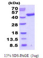 SEPT3 / Septin 3 Protein
