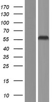 SEPT4 / Septin 4 Protein - Western validation with an anti-DDK antibody * L: Control HEK293 lysate R: Over-expression lysate