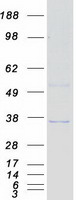 SEPT4 / Septin 4 Protein - Purified recombinant protein SEPT4 was analyzed by SDS-PAGE gel and Coomassie Blue Staining