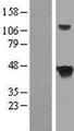 SEPT5 / Septin 5 Protein - Western validation with an anti-DDK antibody * L: Control HEK293 lysate R: Over-expression lysate