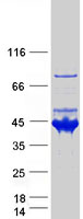 SEPT5 / Septin 5 Protein - Purified recombinant protein SEPT5 was analyzed by SDS-PAGE gel and Coomassie Blue Staining
