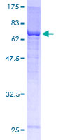 SEPT6 / Septin 6 Protein - 12.5% SDS-PAGE of human SEPT6 stained with Coomassie Blue