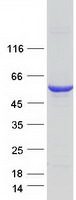 SEPT6 / Septin 6 Protein - Purified recombinant protein SEPT6 was analyzed by SDS-PAGE gel and Coomassie Blue Staining