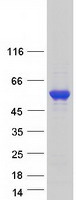 SEPT6 / Septin 6 Protein - Purified recombinant protein SEPT6 was analyzed by SDS-PAGE gel and Coomassie Blue Staining