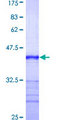 SEPT7 / Septin 7 Protein - 12.5% SDS-PAGE Stained with Coomassie Blue.