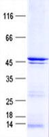 SEPT7 / Septin 7 Protein