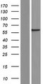 SEPT8 / Septin 8 Protein - Western validation with an anti-DDK antibody * L: Control HEK293 lysate R: Over-expression lysate