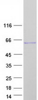 SEPT8 / Septin 8 Protein - Purified recombinant protein SEPT8 was analyzed by SDS-PAGE gel and Coomassie Blue Staining