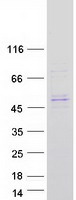 SEPT8 / Septin 8 Protein - Purified recombinant protein SEPT8 was analyzed by SDS-PAGE gel and Coomassie Blue Staining