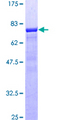 SEPT9 / Septin 9 Protein - 12.5% SDS-PAGE of human SEPT9 stained with Coomassie Blue