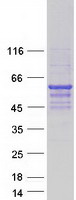 SEPT9 / Septin 9 Protein - Purified recombinant protein SEPT9 was analyzed by SDS-PAGE gel and Coomassie Blue Staining