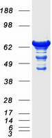 SEPT9 / Septin 9 Protein - Purified recombinant protein SEPT9 was analyzed by SDS-PAGE gel and Coomassie Blue Staining