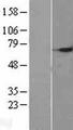 SEPW1 / Selenoprotein W Protein - Western validation with an anti-DDK antibody * L: Control HEK293 lysate R: Over-expression lysate