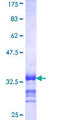 SEPX1 / Selenoprotein R Protein - 12.5% SDS-PAGE Stained with Coomassie Blue.
