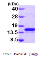 SEPX1 / Selenoprotein R Protein