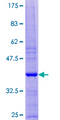 SERF1A / SERF1 Protein - 12.5% SDS-PAGE of human SERF1A stained with Coomassie Blue