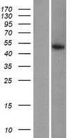 SERGEF Protein - Western validation with an anti-DDK antibody * L: Control HEK293 lysate R: Over-expression lysate