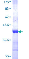 SERGEF Protein - 12.5% SDS-PAGE Stained with Coomassie Blue.