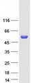 SERGEF Protein - Purified recombinant protein SERGEF was analyzed by SDS-PAGE gel and Coomassie Blue Staining