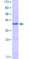 SERHL2 Protein - 12.5% SDS-PAGE of human SERHL stained with Coomassie Blue