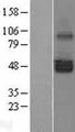 SERINC1 Protein - Western validation with an anti-DDK antibody * L: Control HEK293 lysate R: Over-expression lysate