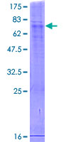 SERINC1 Protein - 12.5% SDS-PAGE of human SERINC1 stained with Coomassie Blue