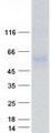 SERINC1 Protein - Purified recombinant protein SERINC1 was analyzed by SDS-PAGE gel and Coomassie Blue Staining