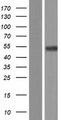SERINC2 Protein - Western validation with an anti-DDK antibody * L: Control HEK293 lysate R: Over-expression lysate
