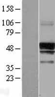 SERINC3 Protein - Western validation with an anti-DDK antibody * L: Control HEK293 lysate R: Over-expression lysate