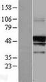 SERINC3 Protein - Western validation with an anti-DDK antibody * L: Control HEK293 lysate R: Over-expression lysate