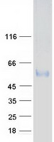 SERINC3 Protein - Purified recombinant protein SERINC3 was analyzed by SDS-PAGE gel and Coomassie Blue Staining