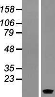 SERP1 Protein - Western validation with an anti-DDK antibody * L: Control HEK293 lysate R: Over-expression lysate