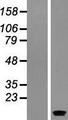 SERP1 Protein - Western validation with an anti-DDK antibody * L: Control HEK293 lysate R: Over-expression lysate