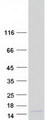 SERP1 Protein - Purified recombinant protein SERP1 was analyzed by SDS-PAGE gel and Coomassie Blue Staining