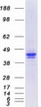 SERPINA1 / Alpha 1 Antitrypsin Protein - Purified recombinant protein SERPINA1 was analyzed by SDS-PAGE gel and Coomassie Blue Staining