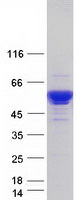 SERPINA1 / Alpha 1 Antitrypsin Protein - Purified recombinant protein SERPINA1 was analyzed by SDS-PAGE gel and Coomassie Blue Staining