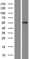 SERPINA10 / PZI Protein - Western validation with an anti-DDK antibody * L: Control HEK293 lysate R: Over-expression lysate