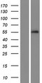 SERPINA10 / PZI Protein - Western validation with an anti-DDK antibody * L: Control HEK293 lysate R: Over-expression lysate