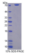 SERPINA10 / PZI Protein - Recombinant Protein Z Dependent Protease Inhibitor By SDS-PAGE
