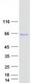 SERPINA10 / PZI Protein - Purified recombinant protein SERPINA10 was analyzed by SDS-PAGE gel and Coomassie Blue Staining