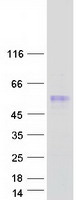 SERPINA11 Protein - Purified recombinant protein SERPINA11 was analyzed by SDS-PAGE gel and Coomassie Blue Staining