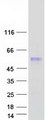 SERPINA11 Protein - Purified recombinant protein SERPINA11 was analyzed by SDS-PAGE gel and Coomassie Blue Staining