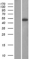 SERPINA12 / Vaspin Protein - Western validation with an anti-DDK antibody * L: Control HEK293 lysate R: Over-expression lysate