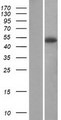 SERPINA12 / Vaspin Protein - Western validation with an anti-DDK antibody * L: Control HEK293 lysate R: Over-expression lysate