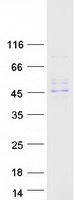 SERPINA12 / Vaspin Protein - Purified recombinant protein SERPINA12 was analyzed by SDS-PAGE gel and Coomassie Blue Staining